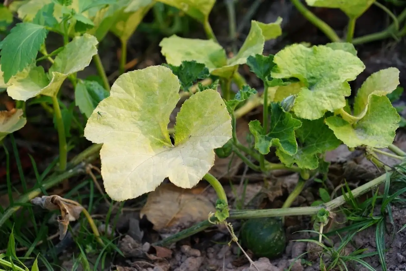 yellowing plant leaves nitrogen deficiency
