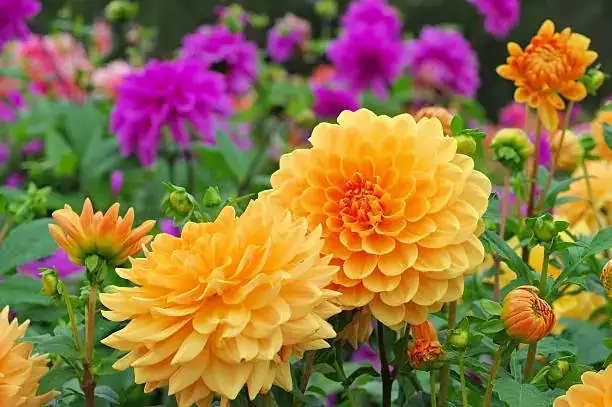 Dahlias in Design: Transform Your Space with These Gorgeous Blooms