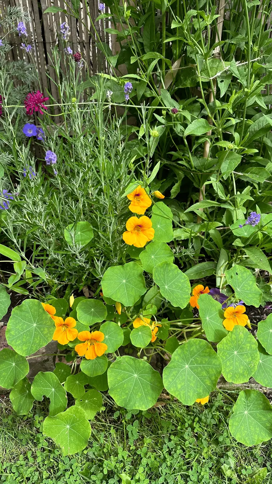 nasturtium and dahlias in garden