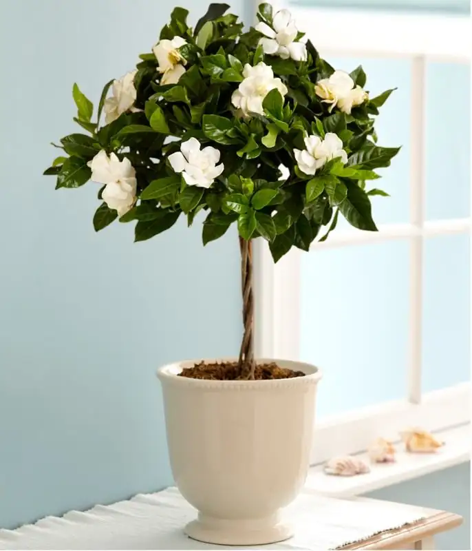 gardenia care indoor pot
