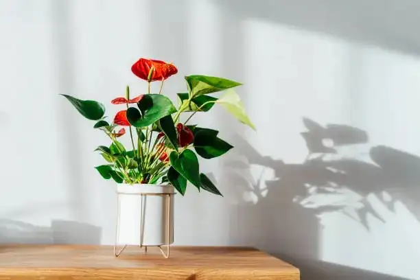 anthurium near east-facing window