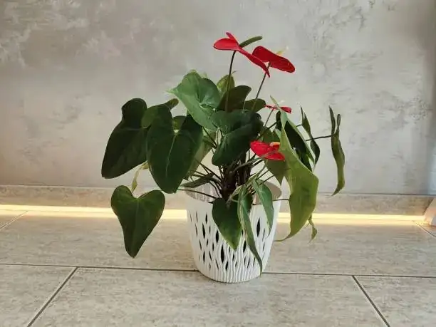 Anthurium andraeanum modern interior