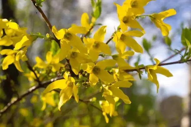 Troubleshooting Forsythia: Pests and Problems Solved with Ease