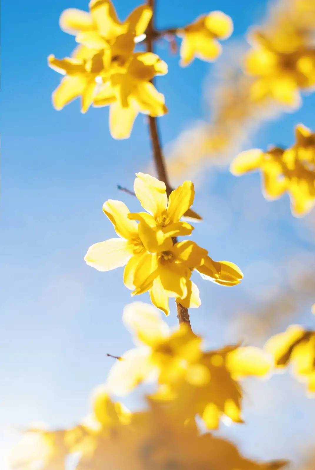 Forsythia Propagation Mastery: From Cuttings to Blooming Shrubs