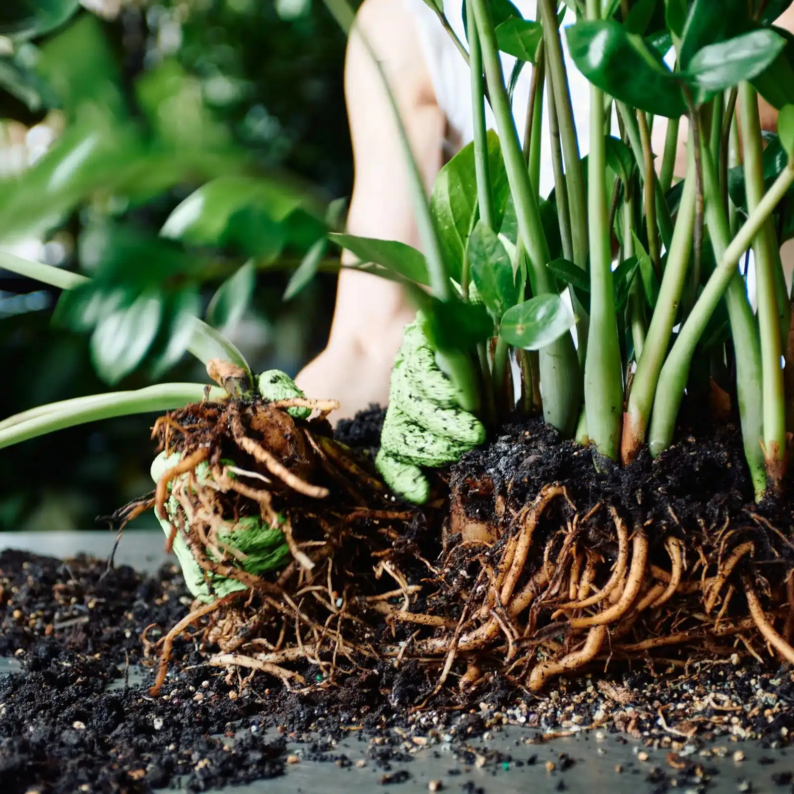 ZZ Plant rhizomes in soil