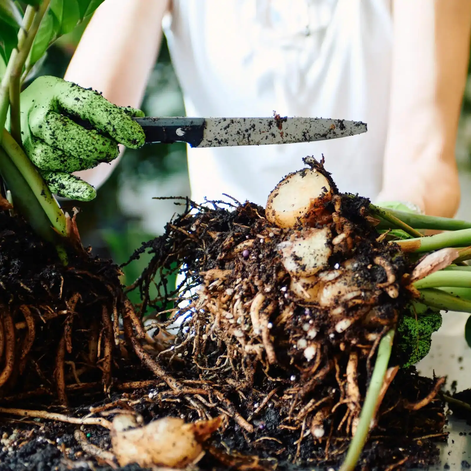 ZZ plant rhizome division