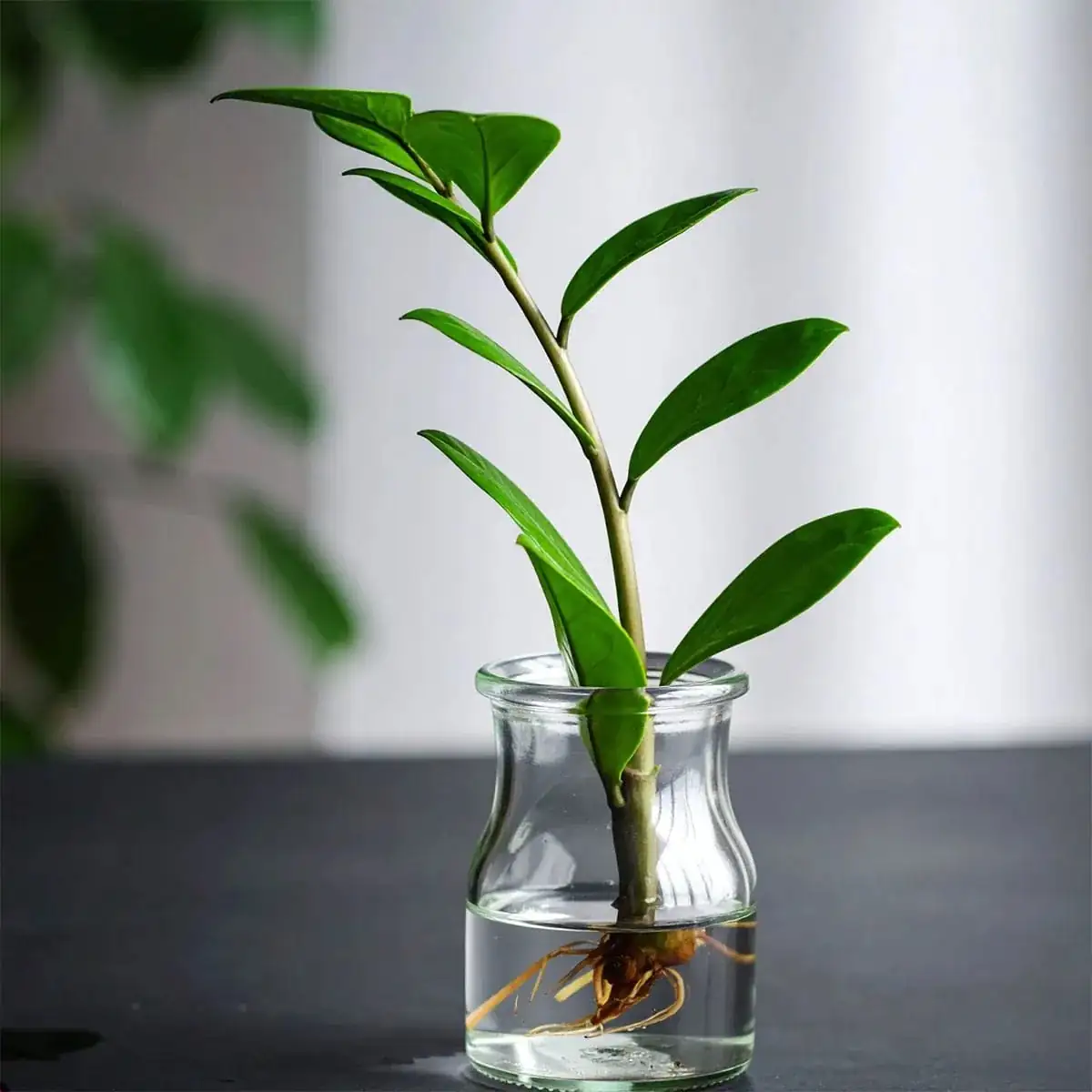 ZZ plant leaf cutting process