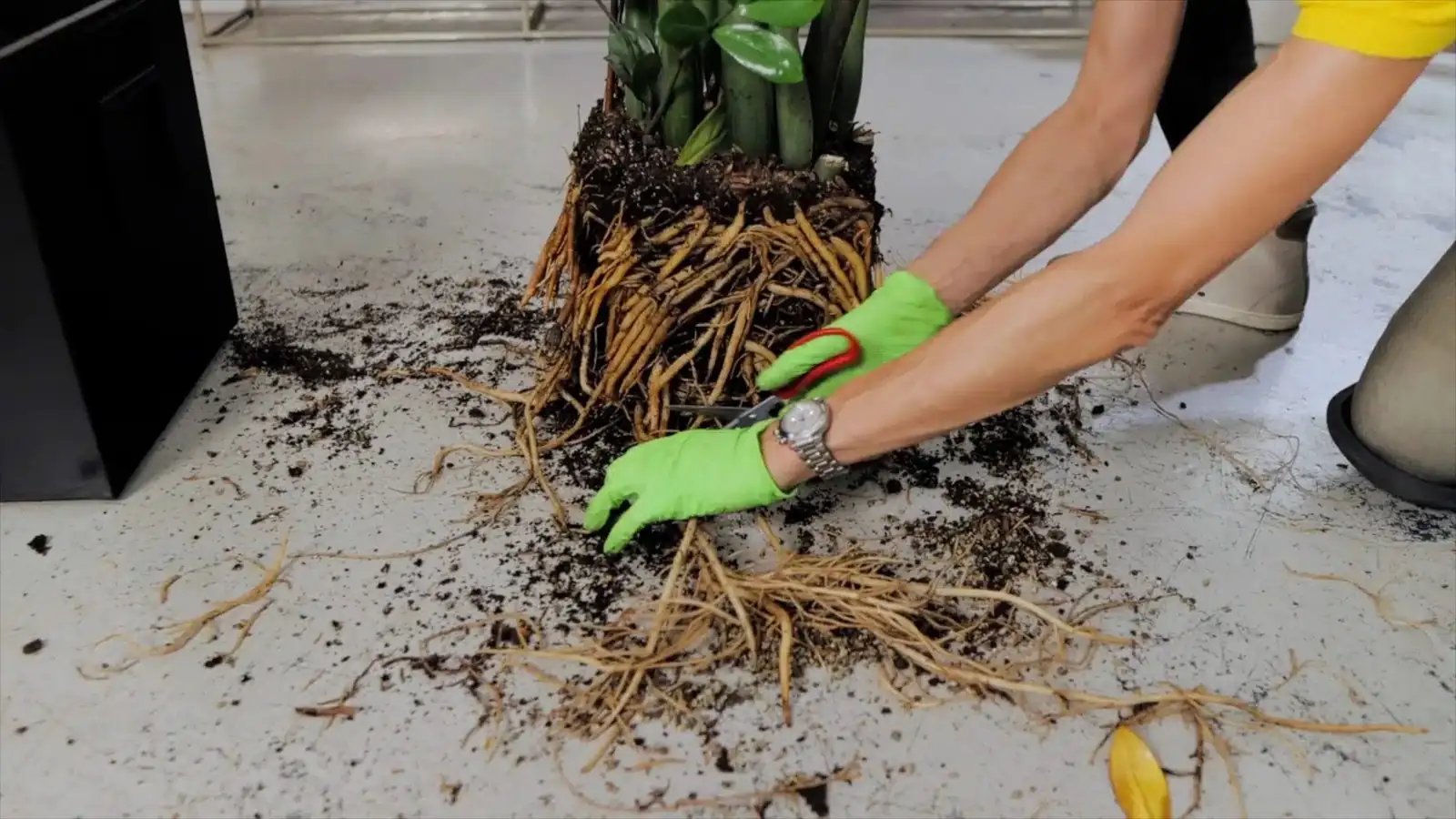 cleaning ZZ plant roots