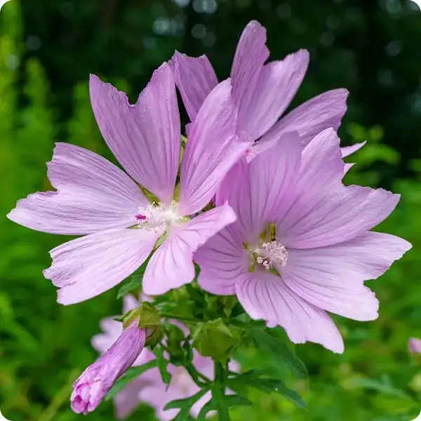 common mallow seed sowing