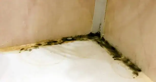 如何在潮湿环境中有效防治霉菌