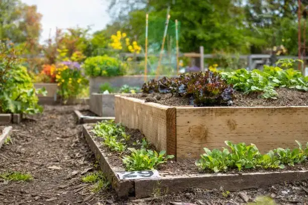 raised garden bed drainage