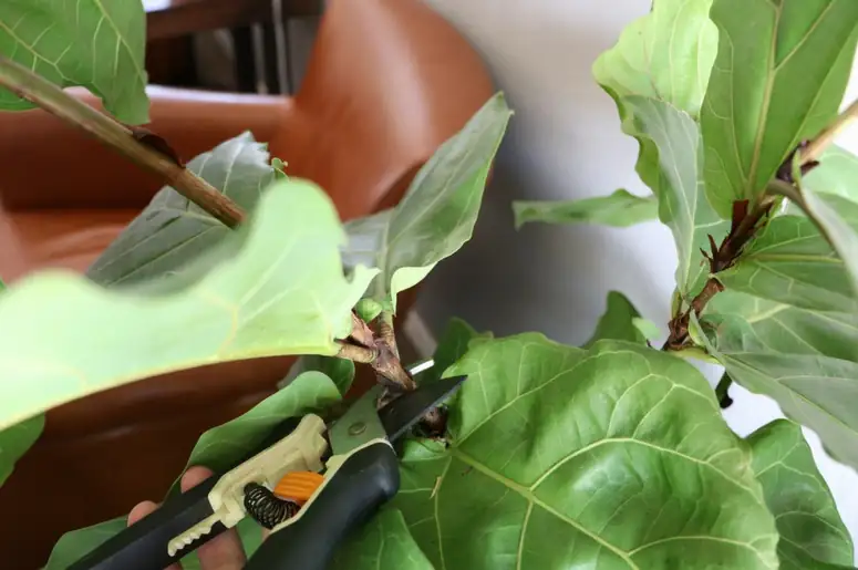 fiddle leaf fig pruning process
