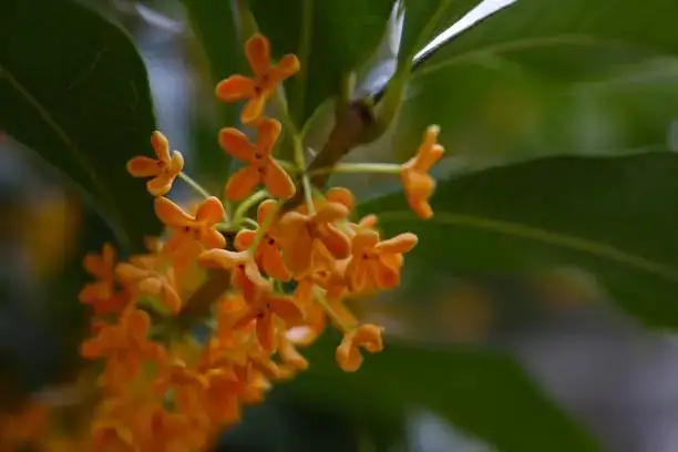 osmanthus autumn blossoms