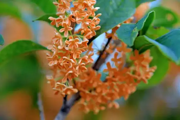 Fragrance and Fortune: The Symbolic Significance of Osmanthus in Culture