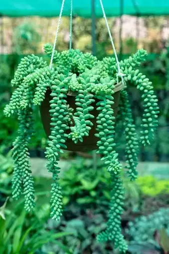 burro's tail hanging pot