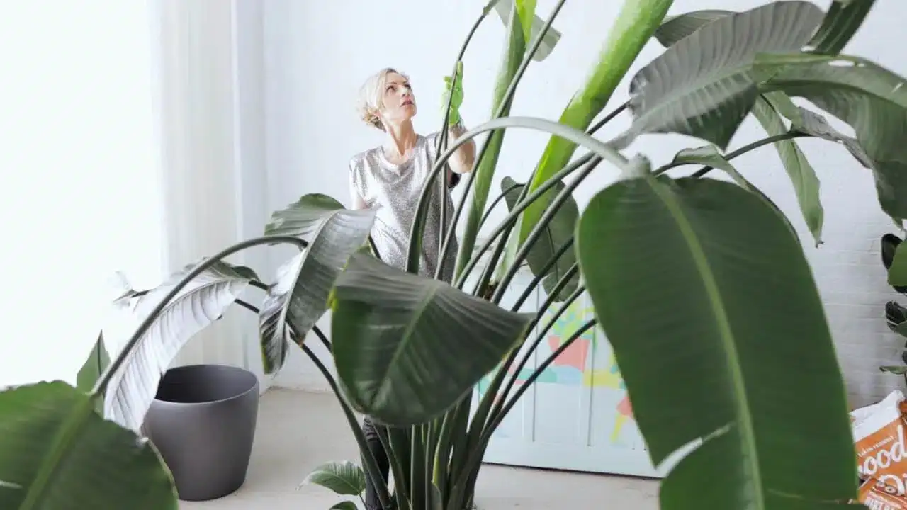 Transform Your Living Room with Large Indoor Plants: A Selection and Care Guide