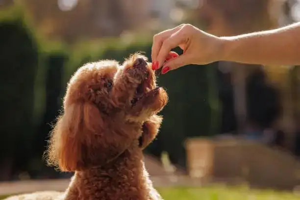 dog training with treats