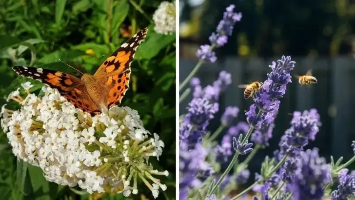 sedum attracting bees butterflies