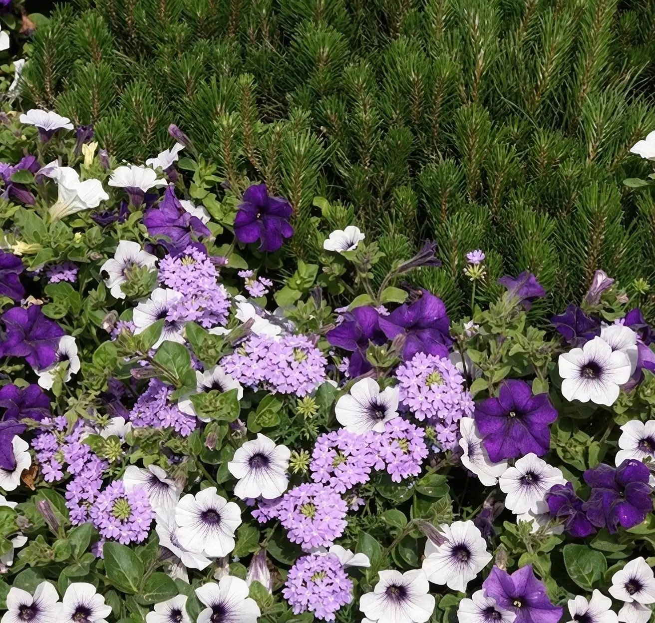 verbena and petunias in garden