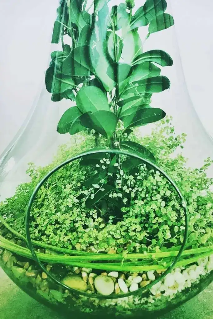 baby's tears in terrarium