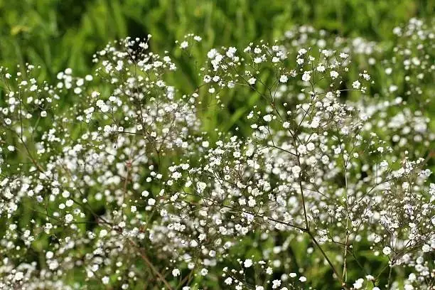 baby's tears in garden bed