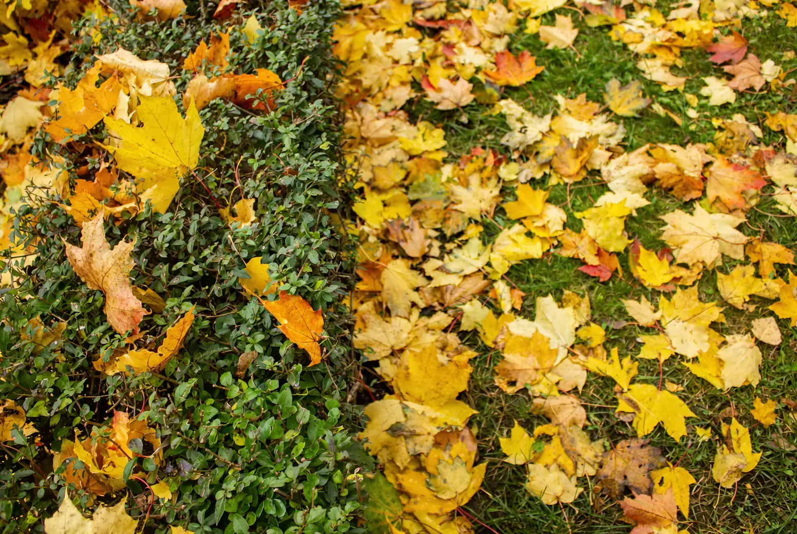 Autumn Garden Care: Pruning and Fertilizing for a Thriving Spring