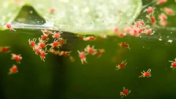 spider mites webbing on leaves