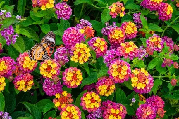 From Tropics to Terraces: The Global Journey of Lantana Camara