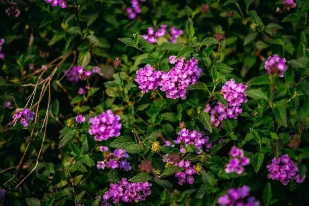 lantana invasive growth