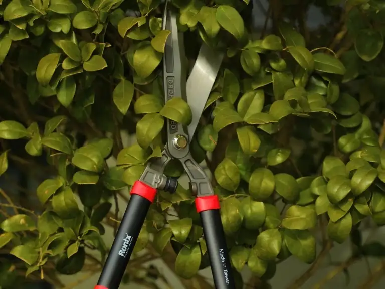 lantana cutting tools