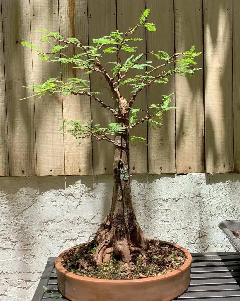 Bringing Cypress Indoors: Bonsai and Container Gardening