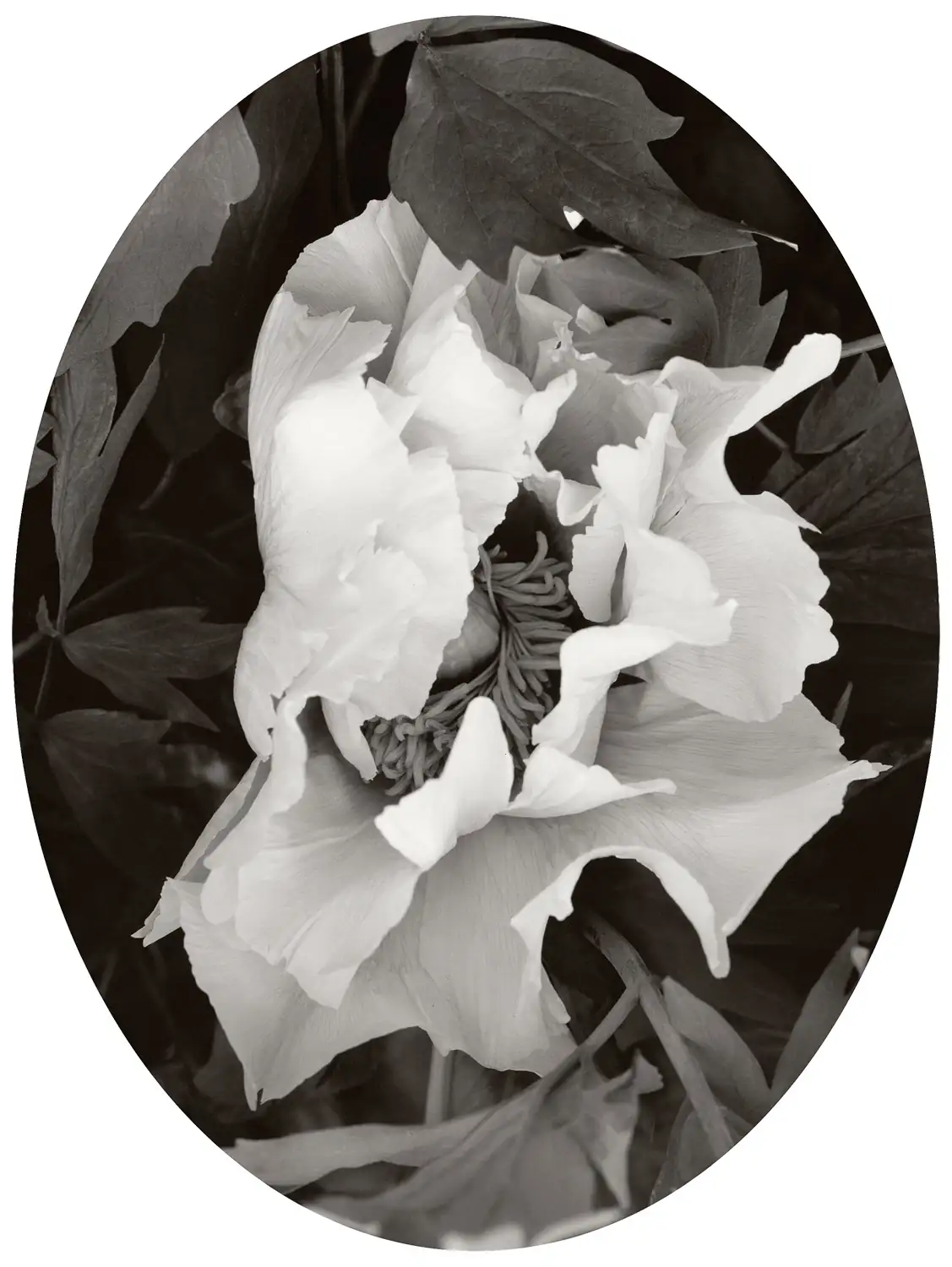 tree peony art and symbolism