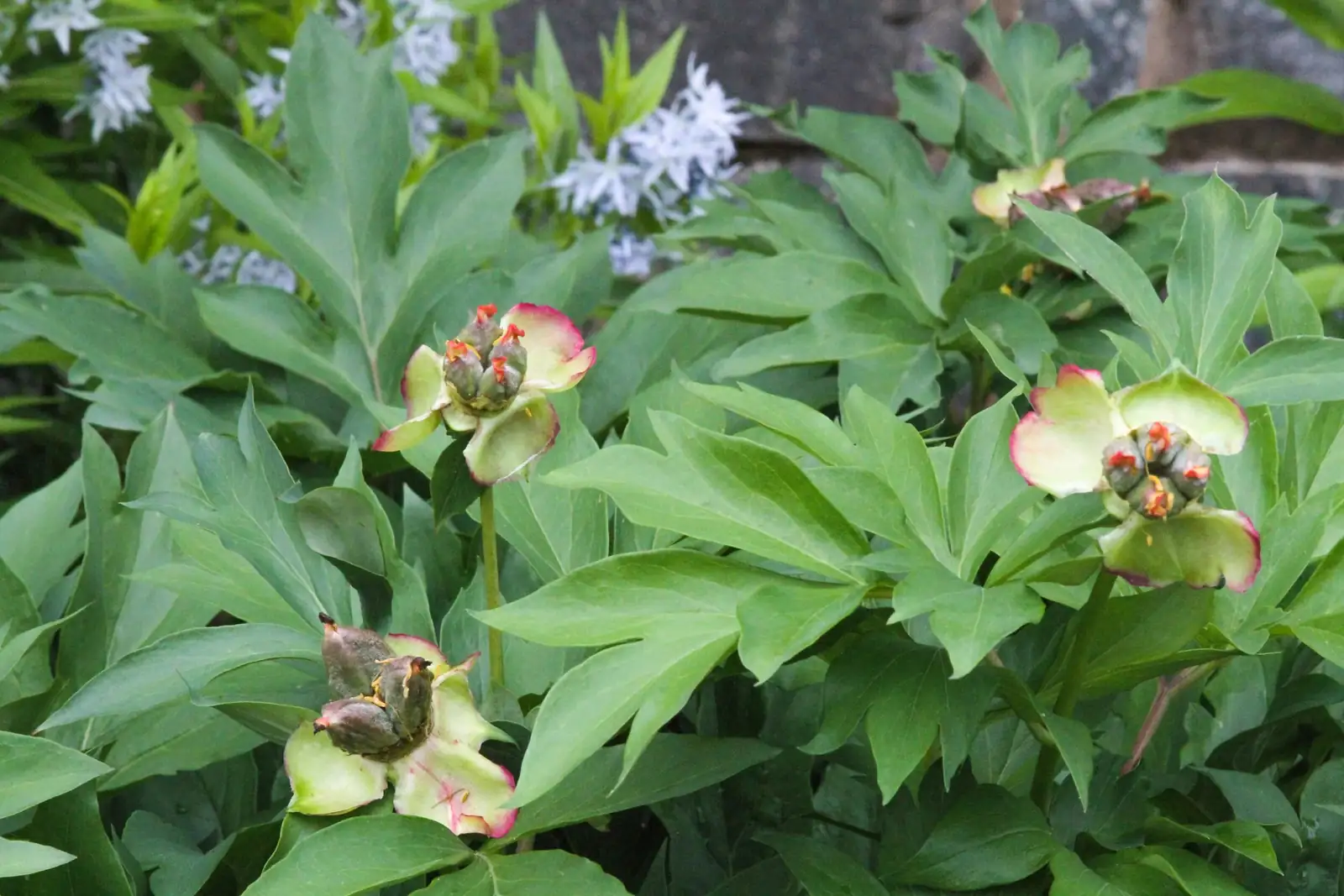 tree peony care and maintenance