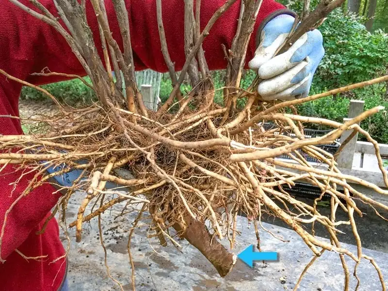 tree peony grafting technique