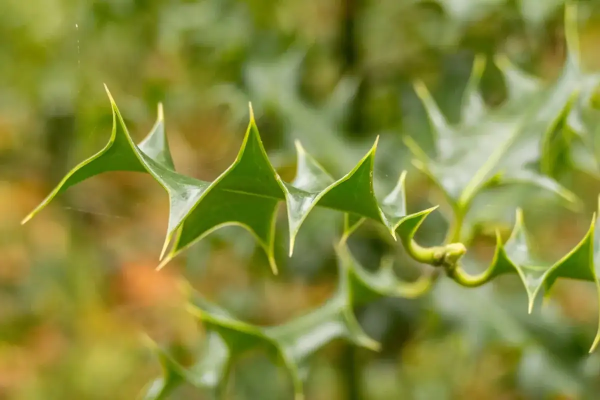 holly leaves close-up spines