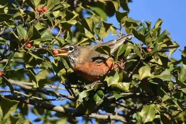 robin eating holly berries