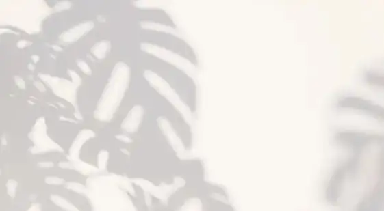 monstera in bright indirect light