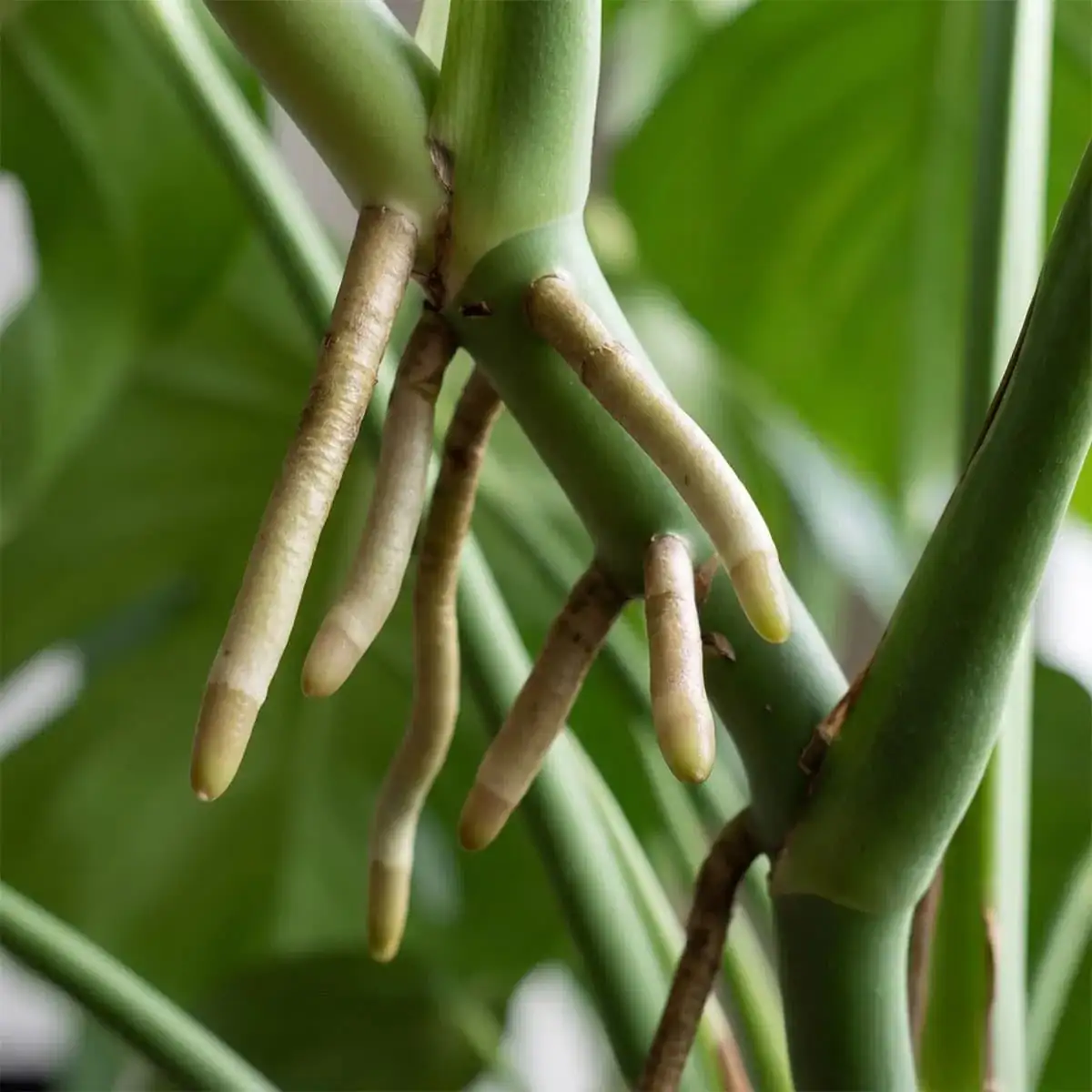 monstera aerial roots close-up