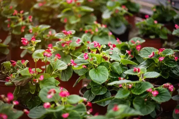 begonia indoor care setup