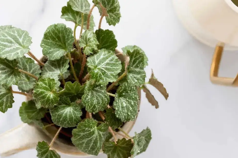 begonia care indoor setup