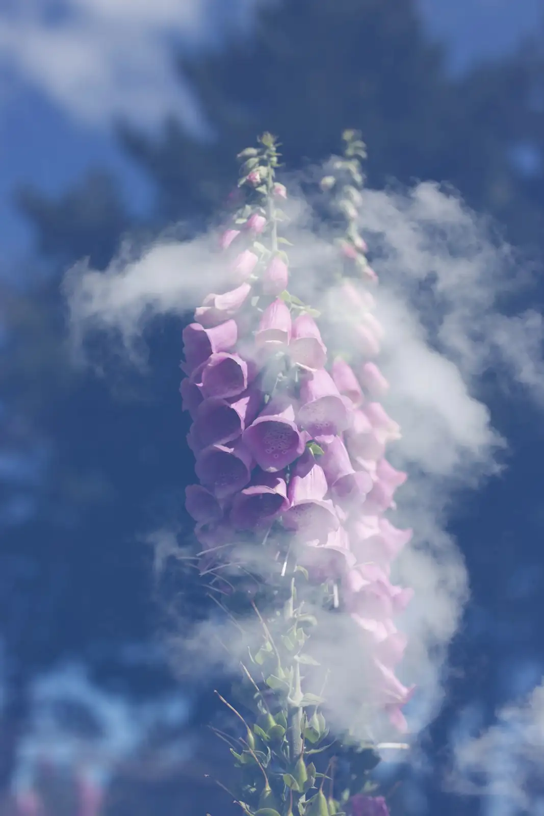 foxglove fairy folklore