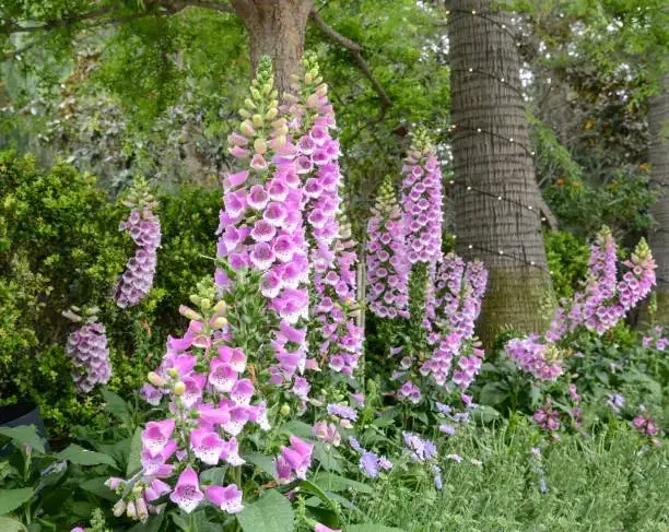 Foxglove in Design: Creating Dreamy Cottage Gardens