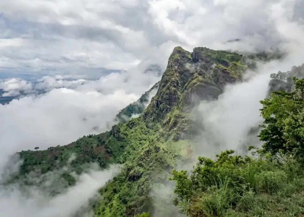 From the Usambara Mountains to Your Windowsill: The Journey of African Violets