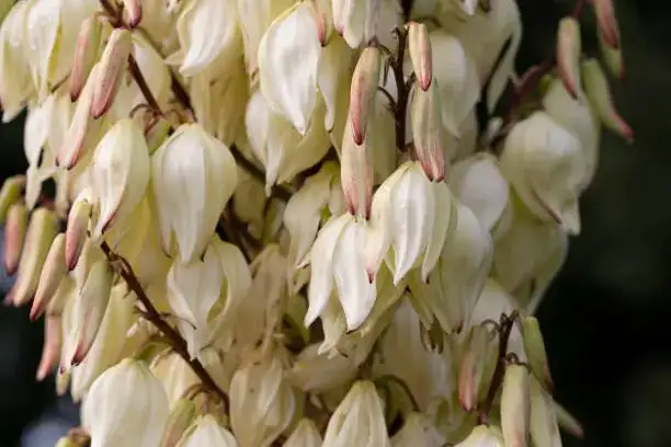 Bring the Desert Indoors: Styling Your Space with Adam’s Needle