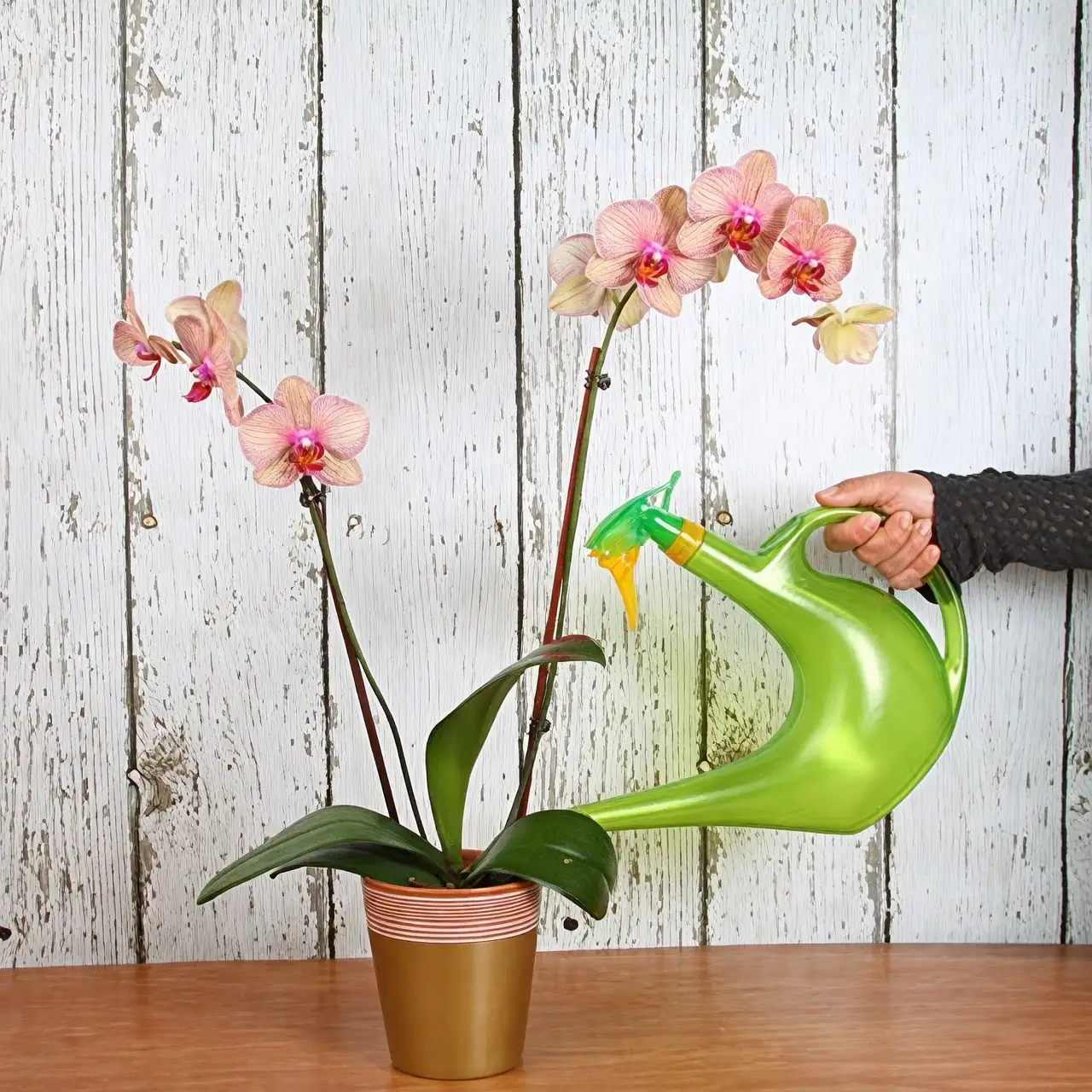 watering moth orchid
