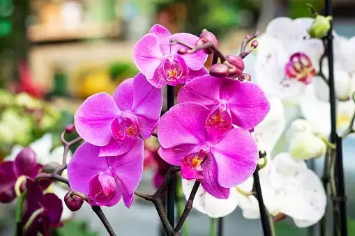 phalaenopsis orchid variety colors