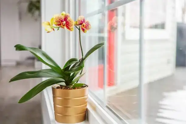 Orchid Decor Delight: Styling Your Space with Moth Orchids