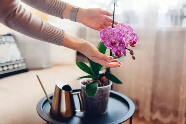 phalaenopsis orchid care setup