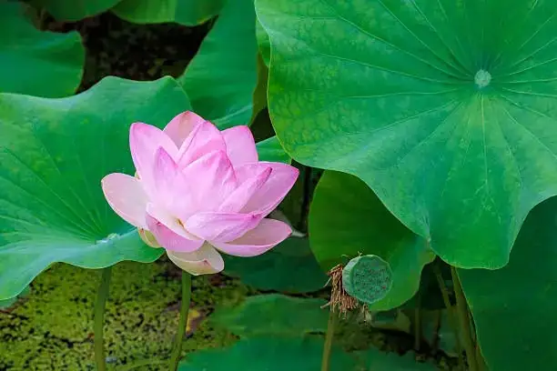 Mastering Lotus Care: Your Guide to a Thriving Water Garden Gem