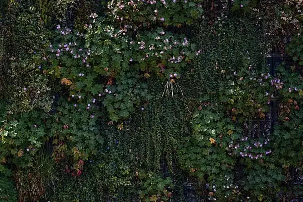 vertical garden with thunbergia alata